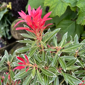 Pieris 'Flaming Silver' (Pot Size 10L) Lily of the Valley Shrub - image 1