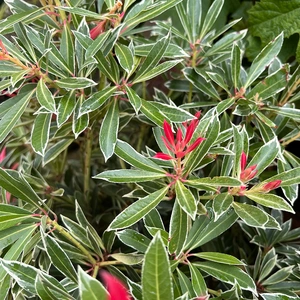 Pieris 'Flaming Silver' (Pot Size 19cm) Lily of the Valley Shrub - image 3