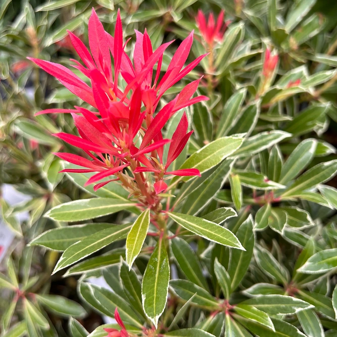 Pieris 'Flaming Silver' (Pot Size 10L) Lily of the Valley Shrub - image 4