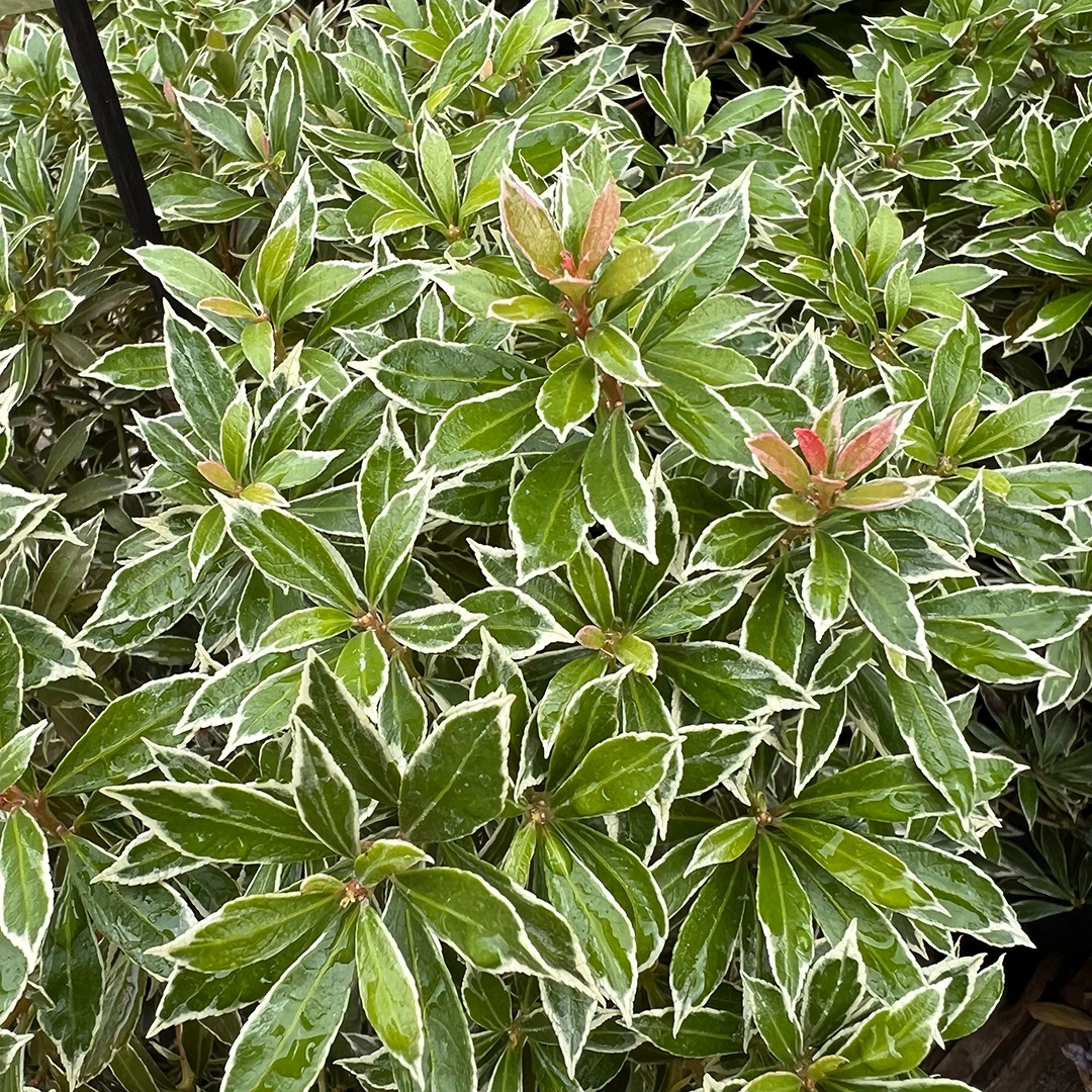 Pieris japonica 'Little Heath' (5L) Pieris japoński - The Boma Garden ...