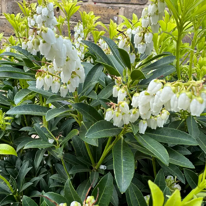 Pieris 'Taiwanensis' (Pot Size 5L) - image 1