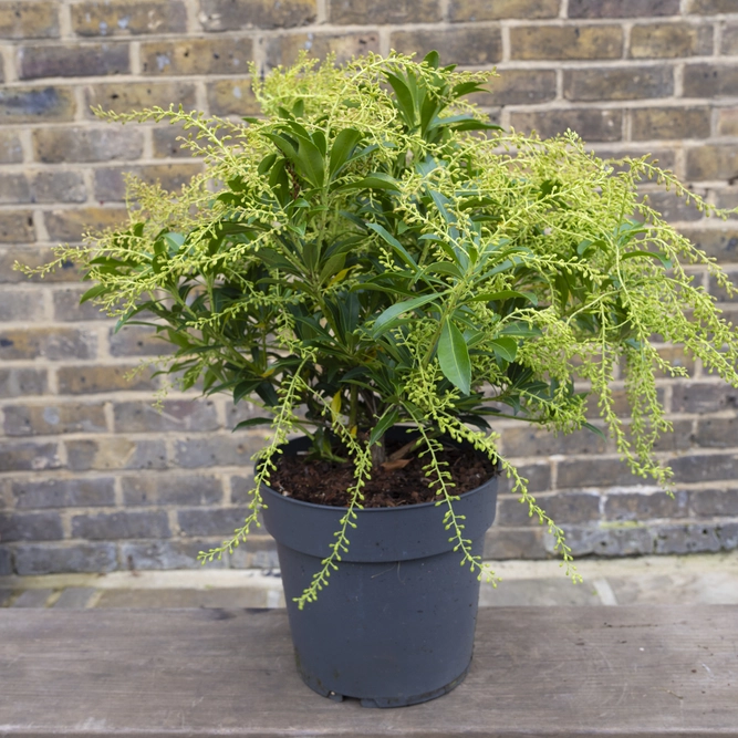 Pieris 'Taiwanensis' (Pot Size 5L) - image 2