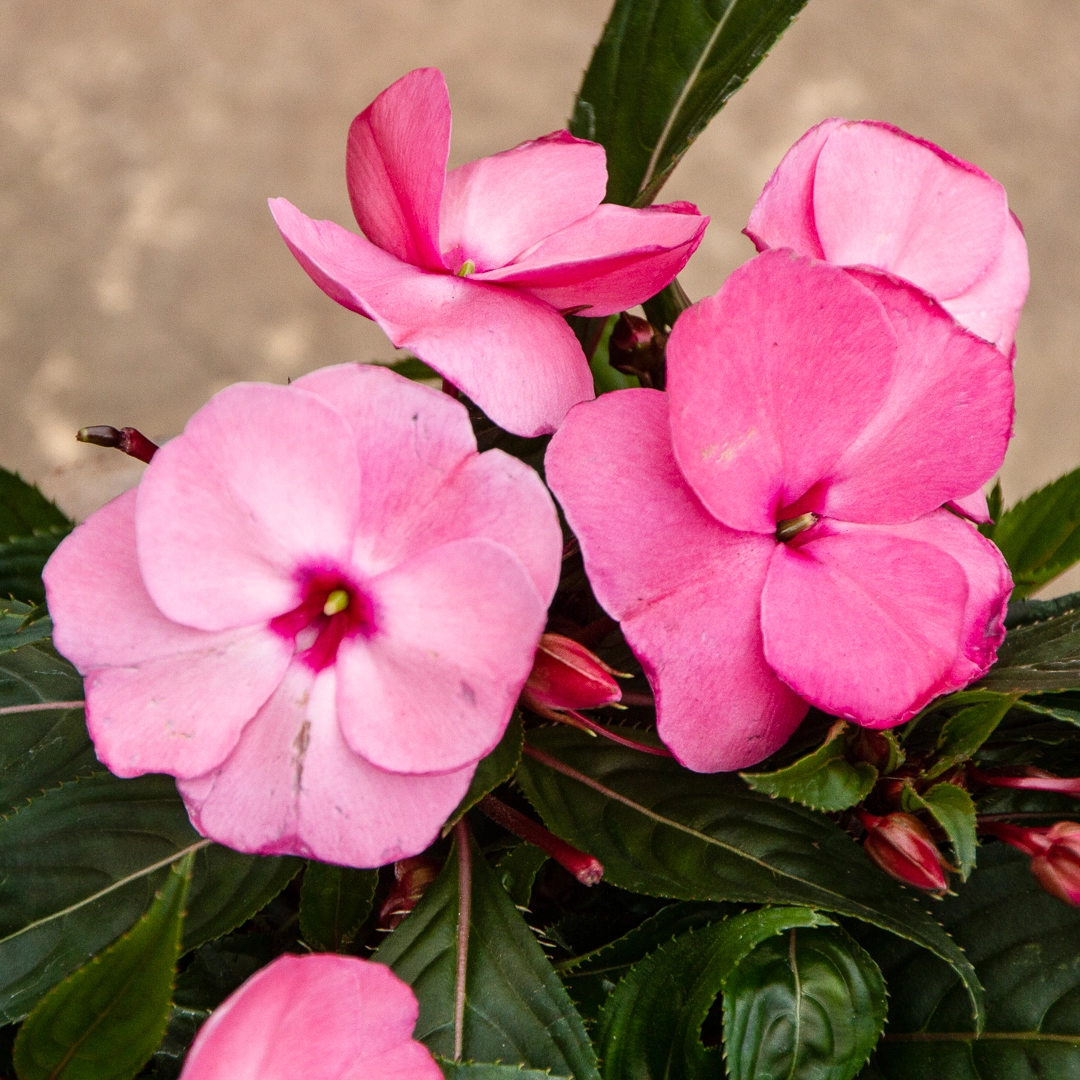 Pink New Guinea Impatiens (13cm pot) - The Boma Garden Centre