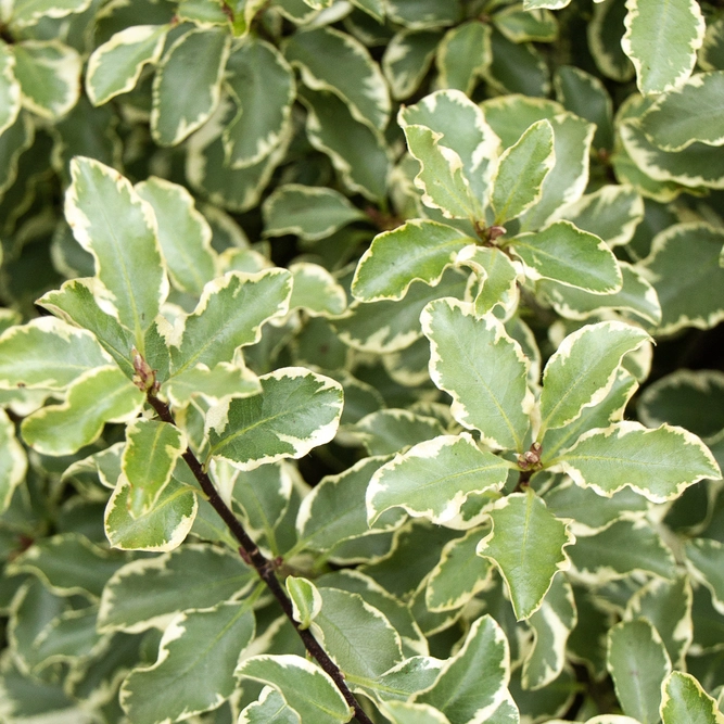 Pittosporum tenufolium 'Variegatum'