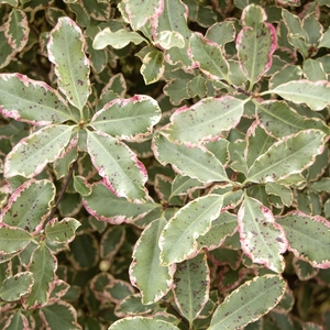 Pittosporum tenuifolium 'Elizabeth' (Pot Size 4L) - image 5