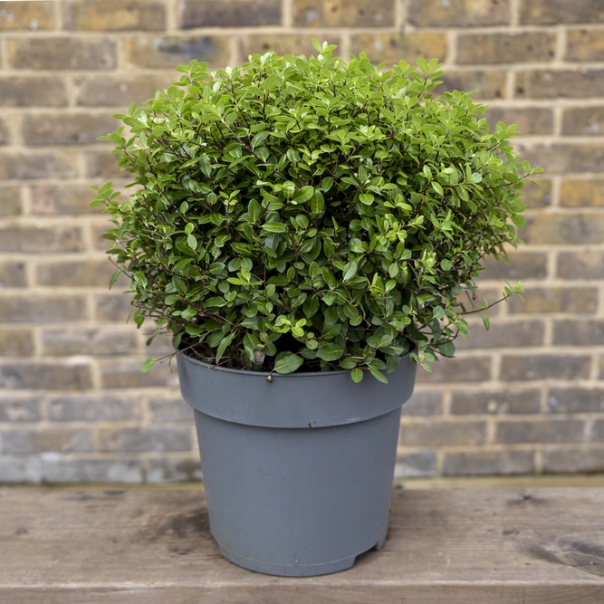 Pittosporum tenuifolium ‘Golf Ball’ (Pot Size 10L) - image 1