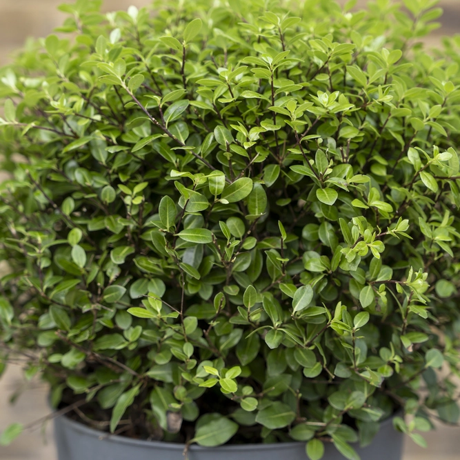 Pittosporum tenuifolium ‘Golf Ball’ (Pot Size 10L) - image 2