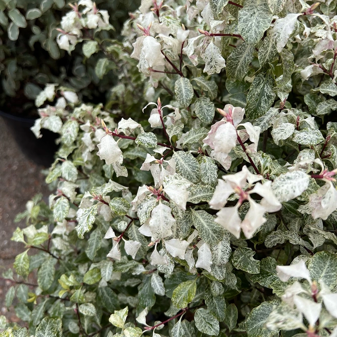 Pittosporum tenuifolium 'Irene Paterson' (Pot Size 7.5L) - image 5