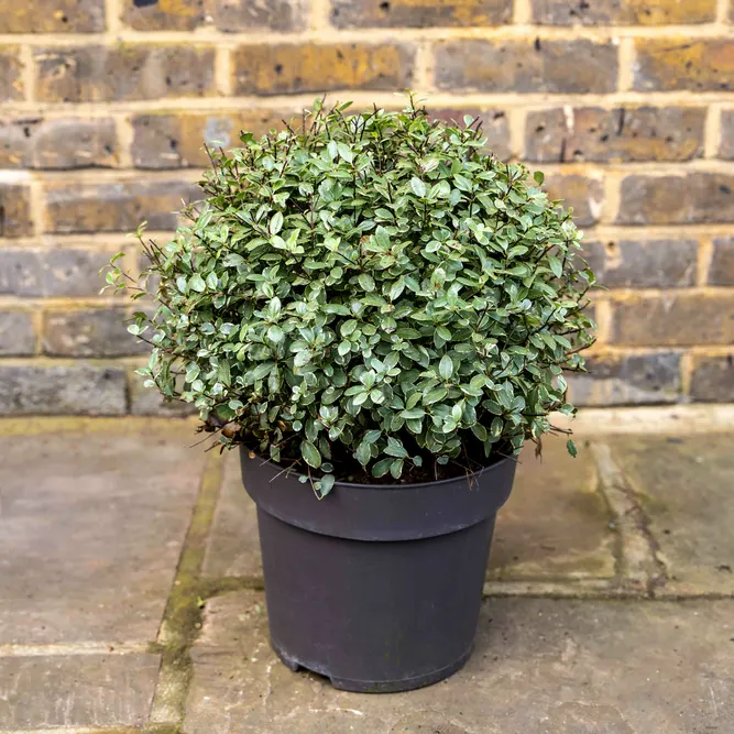 Pittosporum tenuifolium 'Silver Ball' (Pot Size 29cm) - image 1