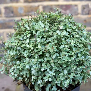 Pittosporum tenuifolium 'Silver Ball' (Pot Size 29cm) - image 2