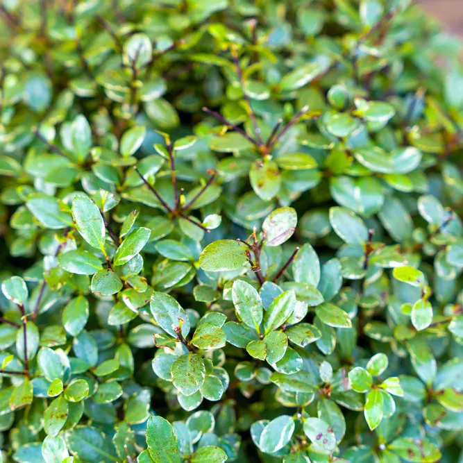 Pittosporum tenuifolium 'Silver Ball' (Pot Size 29cm) - image 3