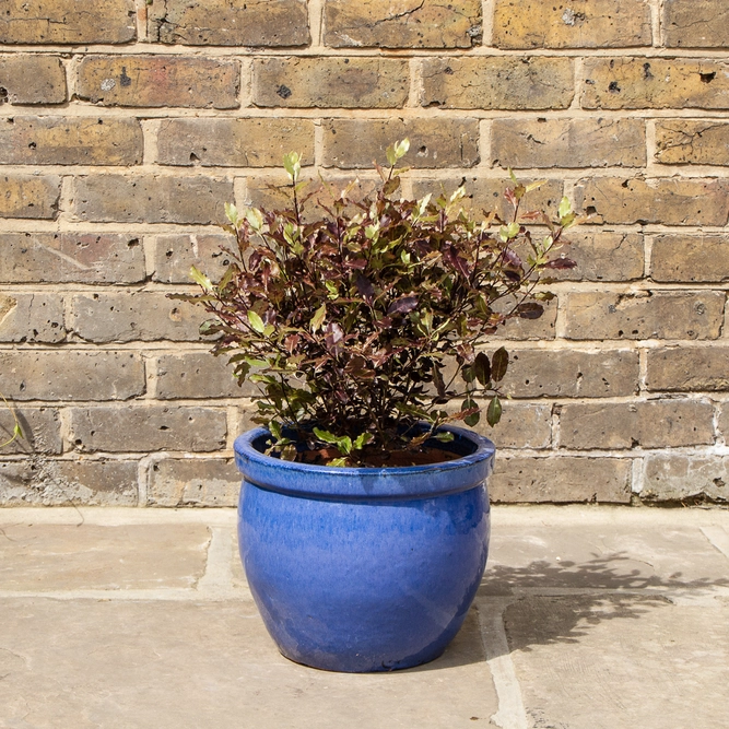 Pittosporum tenuifolium 'Tom Thumb' (Pot Size 7.5 L) - image 1