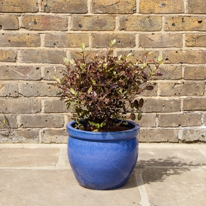 Pittosporum tenuifolium 'Tom Thumb' (Pot Size 4L) - image 2