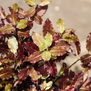 Pittosporum tenuifolium 'Tom Thumb' (Pot Size 15L) Tawhiwhi ‘Tom Thumb’ - image 3