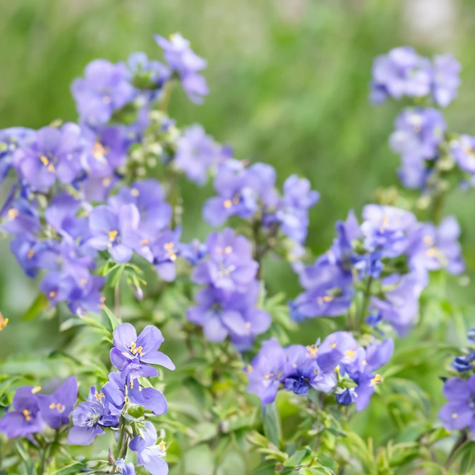 Polemonium 'Kaleidoscope' (Pot Size 3L)