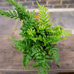 Polypodium Vulgare (Pot Size 2L) Common Polypody - image 1