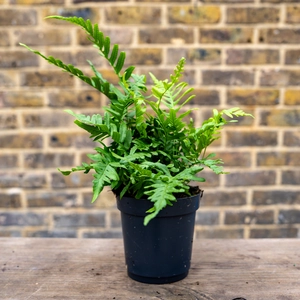 Polypodium Vulgare (Pot Size 2L) Common Polypody - image 2