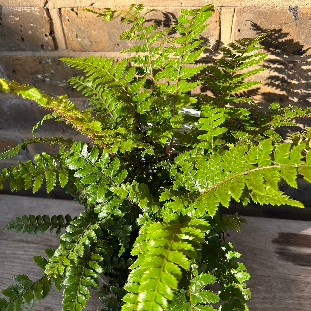 Polystichum polyblepharum (Pot Size 1.5L) Japanese Lace Fern - The Boma ...