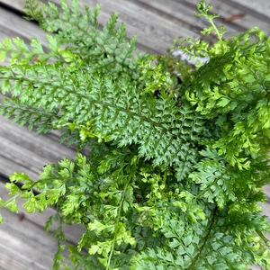 Polystichum setiferum ‘Herrenhausen’ (Pot Size 11cm) Soft Shield Fern