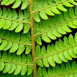 Polystichum setiferum available at Boma Garden Centre image by net_efekt