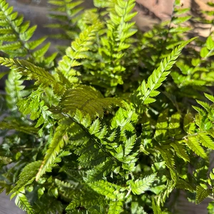 Polystichum tsussimense - Korean Rock Fern