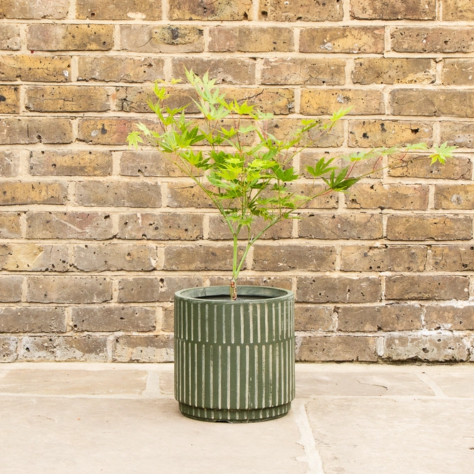 Potted Acer Ki-Hachijo - Oslo Green Pot - image 1