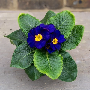 Primrose Blue (Pot Size 10.5cm) - image 2