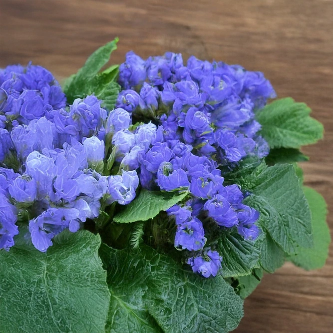 Primula Crocus Blue (Pot Size 10.5cm) Crocus Blue Primrose