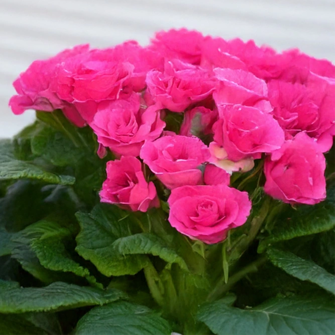 Primula Rosebud F1 Rose Shades (Pot Size 10.5cm) Rosebud Rose Shades Primrose