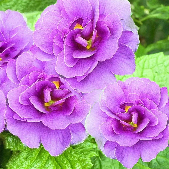 Primula Rosebud Violet (Pot Size 10.5cm) Rosebud Violet Primrose