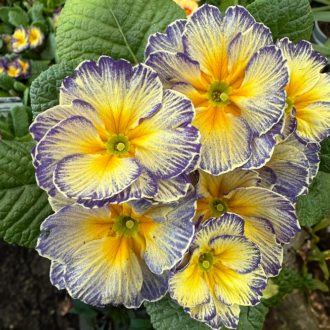 Primula Starflame (Pot Size 10.5cm) Primrose