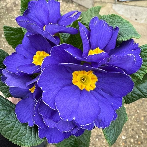 Primula vulgaris Blue (Pot Size 10.5cm) Blue Primrose - image 1