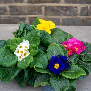 Primula vulgaris Blue (Pot Size 10.5cm) Blue Primrose - image 3