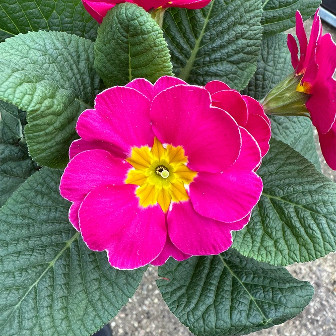 Primula vulgaris Pink (Pot Size 10.5cm) Pink Primrose - image 1