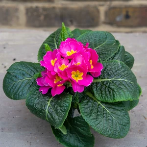 Primula vulgaris Pink (Pot Size 10.5cm) Pink Primrose - image 2