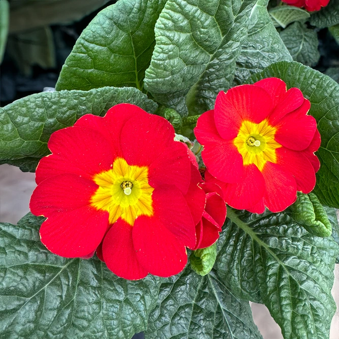 Primula vulgaris Red (Pot Size 10.5cm) Red Primrose - image 1