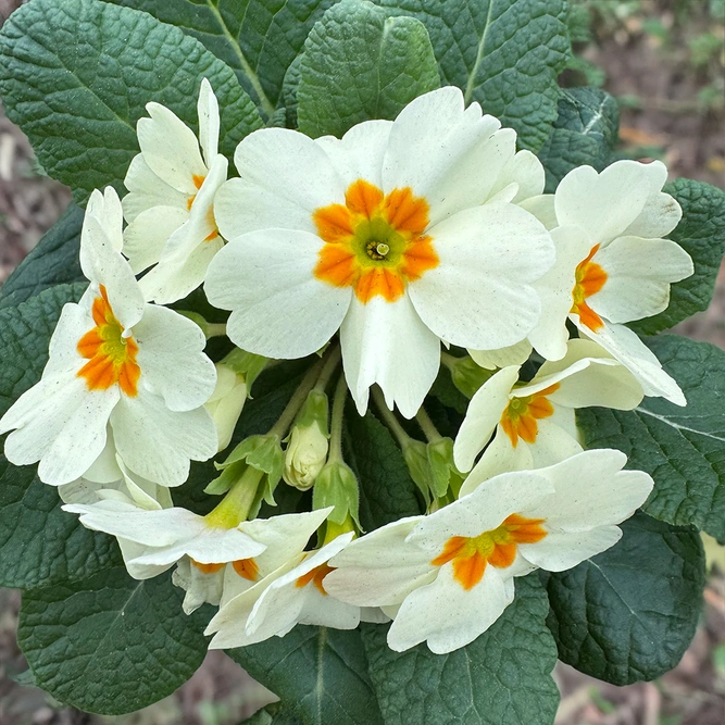 Primula vulgaris White (Pot Size 10.5cm) White Primrose - image 1