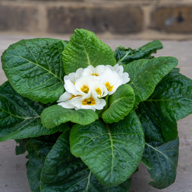 Primula vulgaris White (Pot Size 10.5cm) White Primrose - image 2