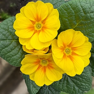 Primula vulgaris Yellow (Pot Size 10.5cm) Yellow Primrose - image 1