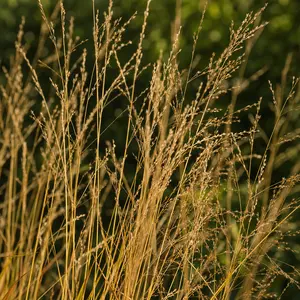 Molinia caerulea 'Edith Dudszus' (Pot Size 3L) Purple Moor Grass 'Edith Dudszus'