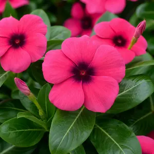 Catharanthus roseus 'Raspberry' (Pot Size 13cm) Madagascar Periwinkle; Rose Periwinkle; Annual Vinca