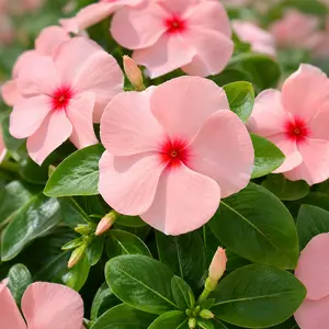 Catharanthus roseus (Apricot) (Pot Size 13cm) Madagascar Periwinkle; Annual Vinca
