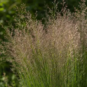Molinia caerulea 'Banshee' (Pot Size 17cm) Purple Moor Grass