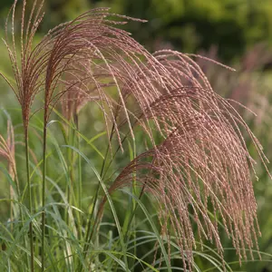 Miscanthus sinensis 'Flamingo' (Pot Size 23cm) Chinese Silver Grass, Eulalia