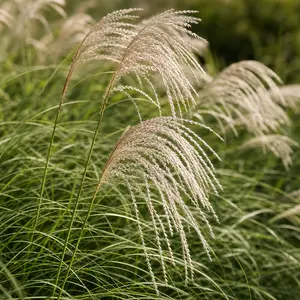 Miscanthus sinensis 'Gracillimus' (Pot Size 23cm) Maiden Grass