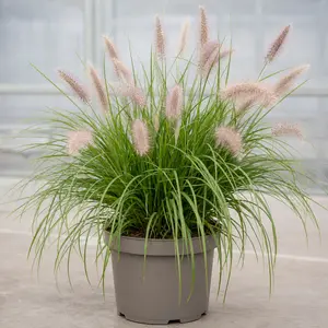 Pennisetum alopecuroides 'Hameln'