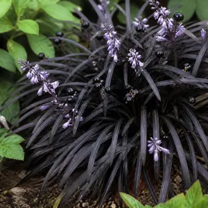 Ophiopogon planiscapus 'Nigrescens'
