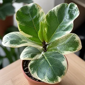 Ficus lyrata 'Variegata'