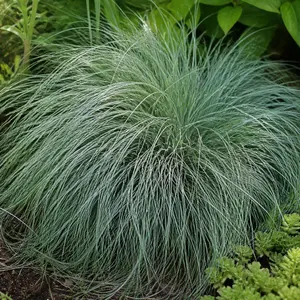 Carex comans 'Amazon Mist'