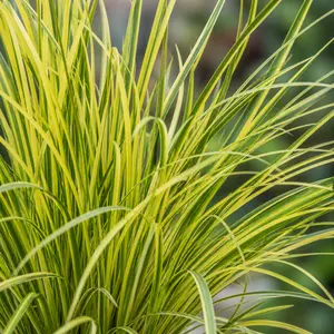 Acorus gramineus 'Hakuro Nishiki'